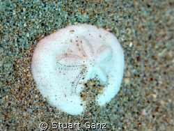 Sand Dollar by Stuart Ganz 